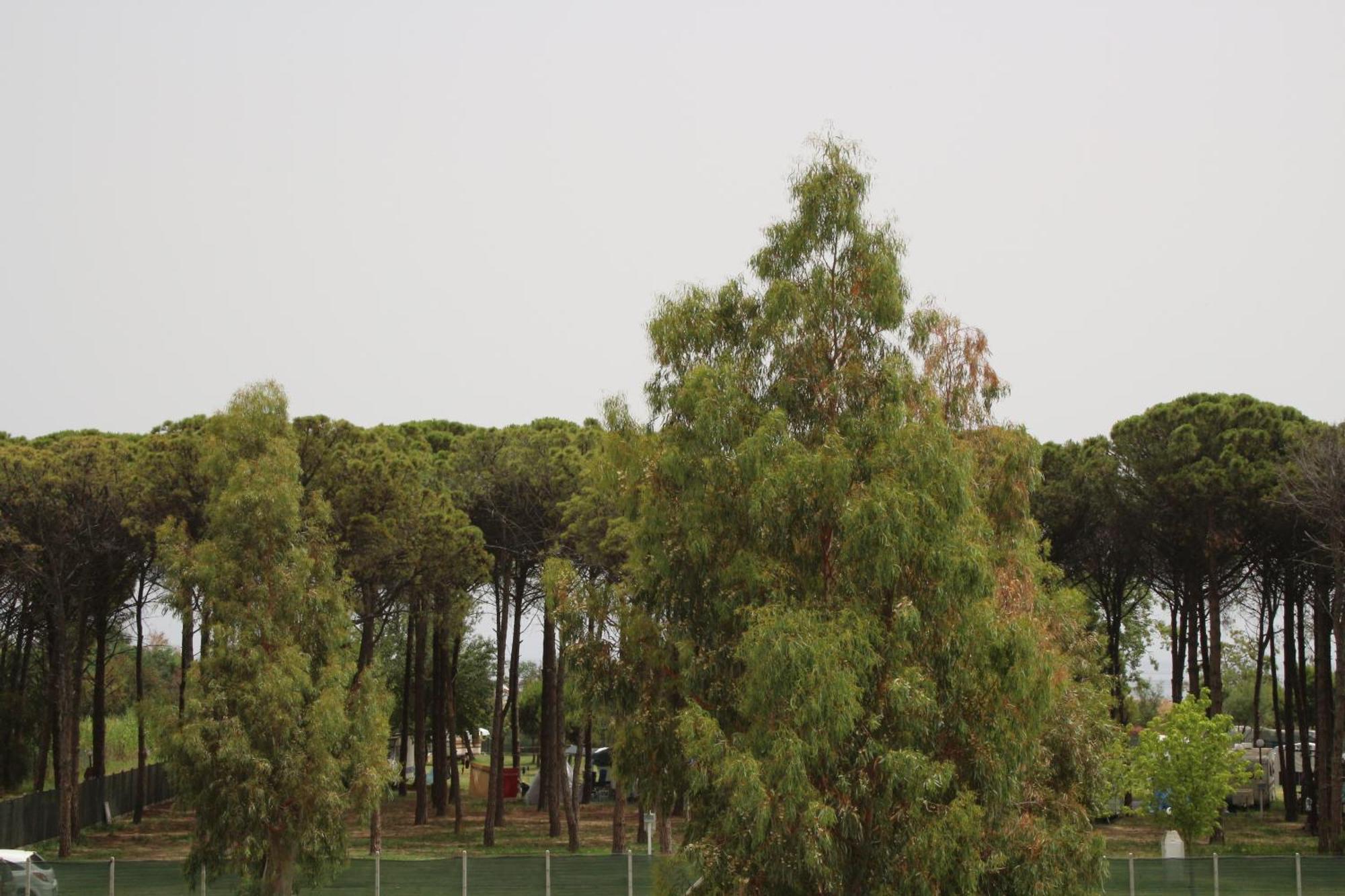 Levante Marina di Schiavonea Exteriör bild
